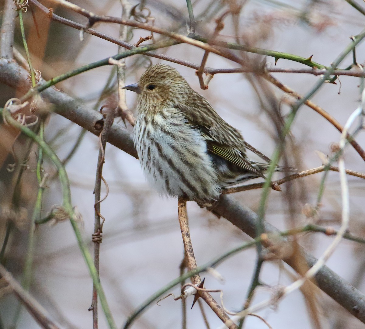 Pine Siskin - ML82282091