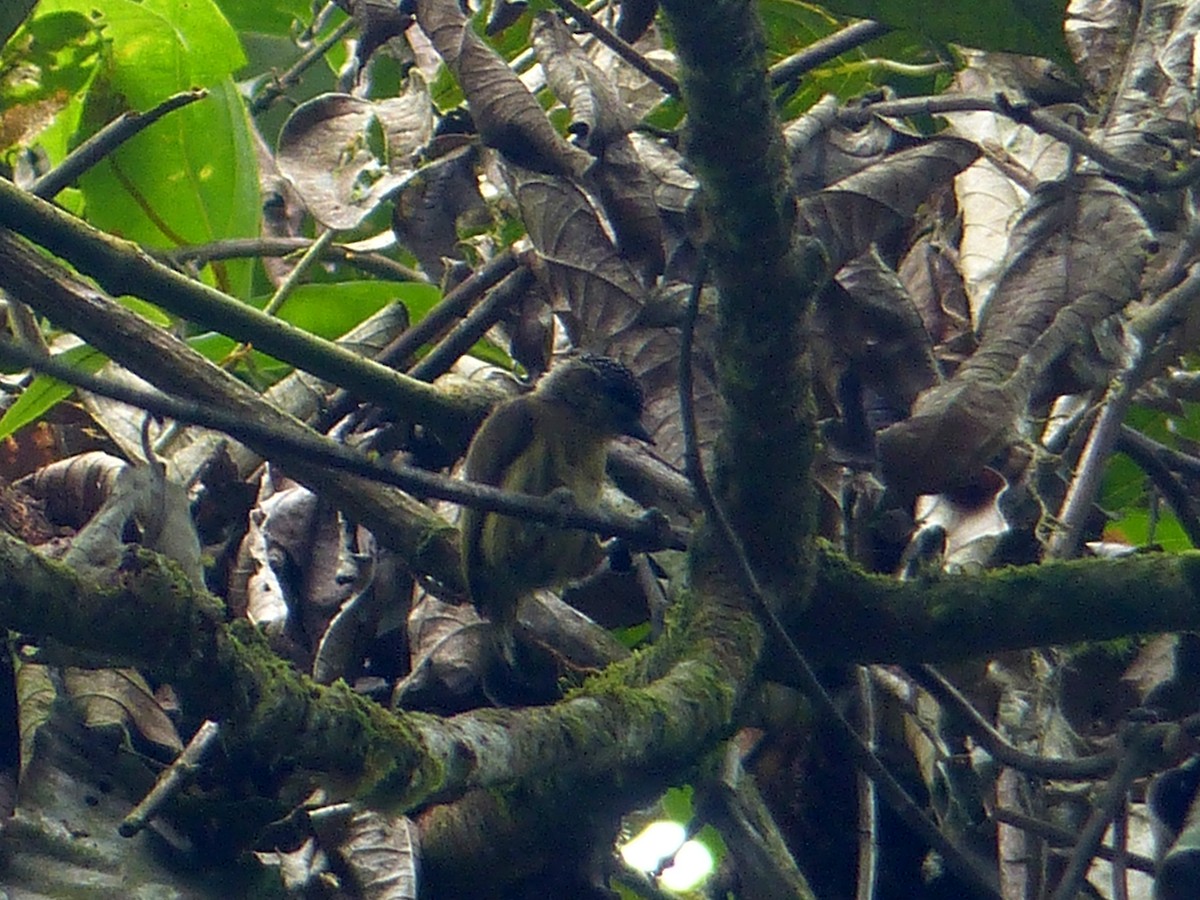 Olivaceous Piculet - ML82282391