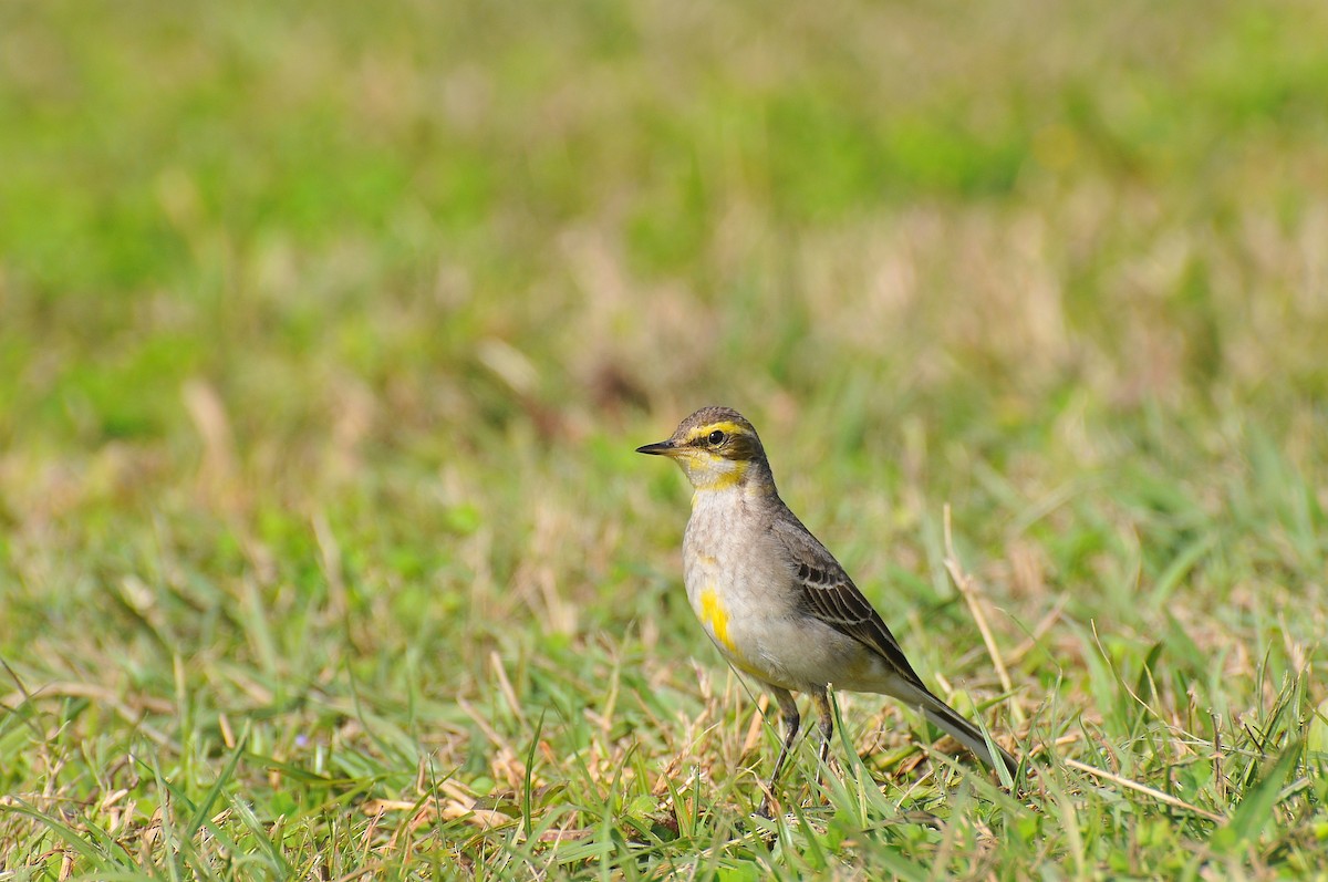 Eastern Yellow Wagtail (Green-headed) - Cheng-Ru Tsai