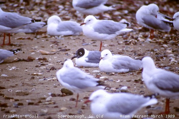 Franklin's Gull - Tom Tarrant