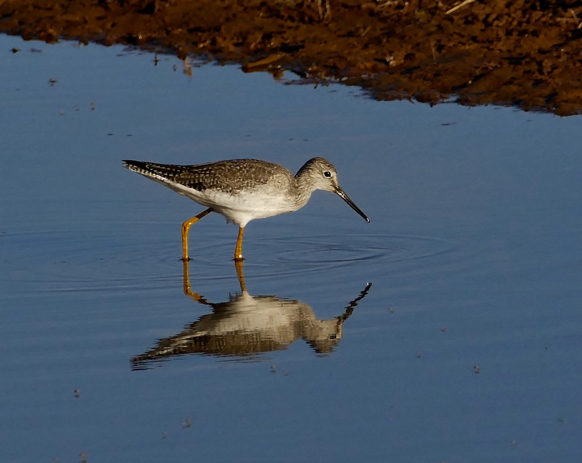 Greater Yellowlegs - Jon (JC) Curd