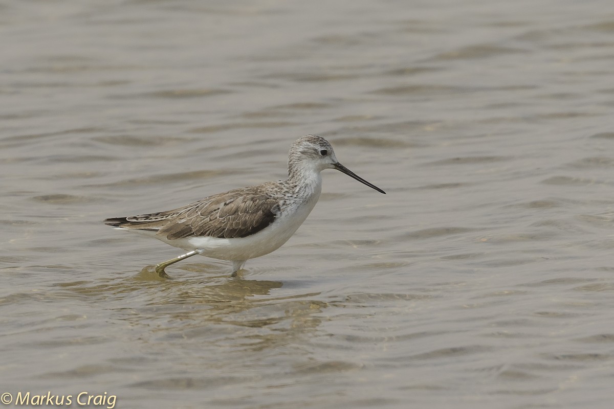 Marsh Sandpiper - Markus Craig