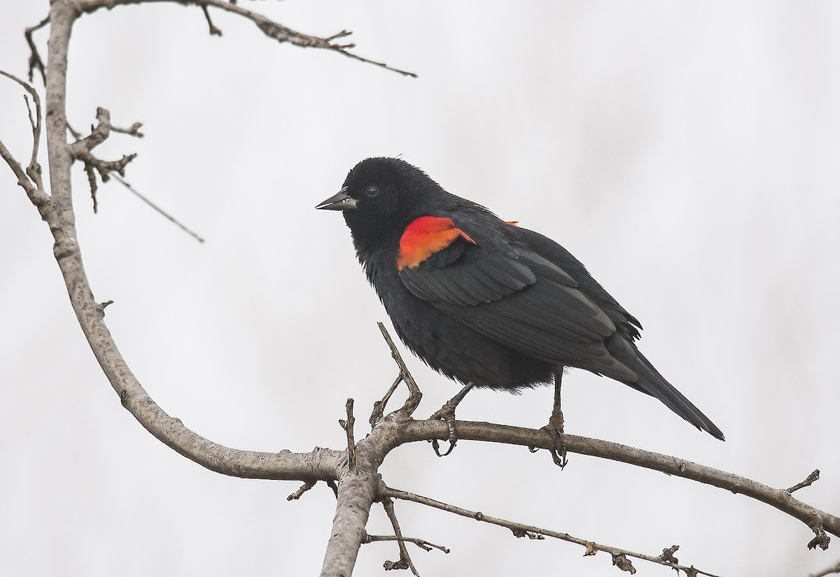 Red-winged Blackbird - ML82286431