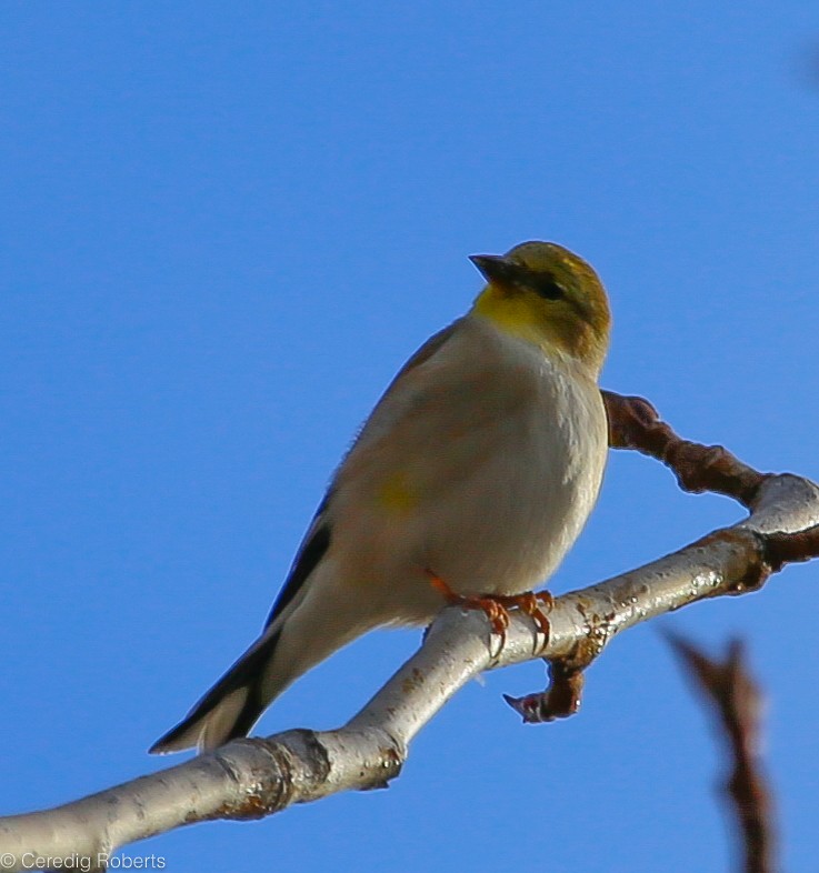 American Goldfinch - ML82286481