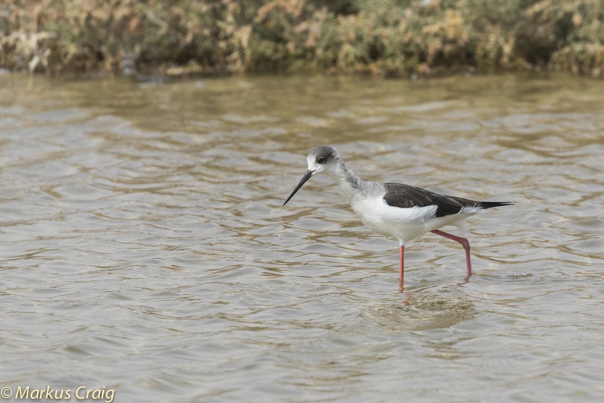 Black-winged Stilt - ML82286521