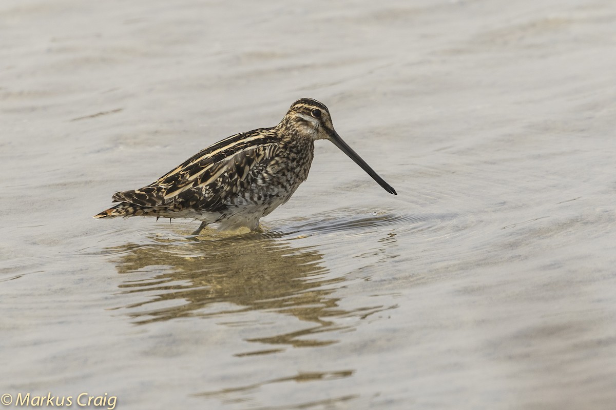 Common Snipe - ML82287181