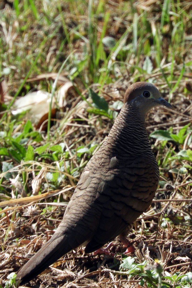 Zebra Dove - ML82287451