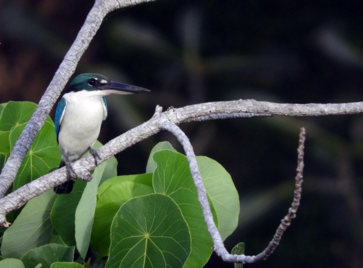 Collared Kingfisher - ML82287551
