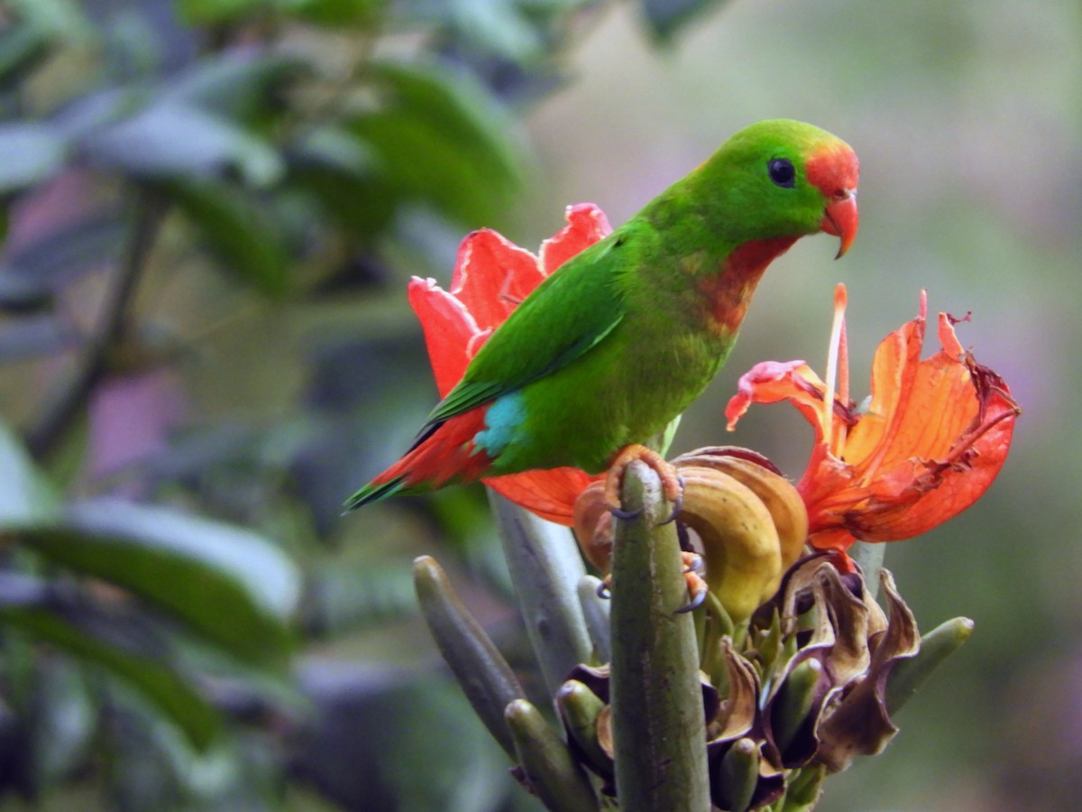 Philippine Hanging-Parrot - ML82287661
