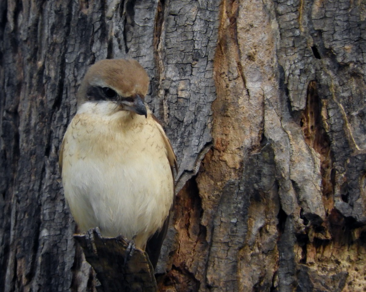 Brown Shrike - ML82287731