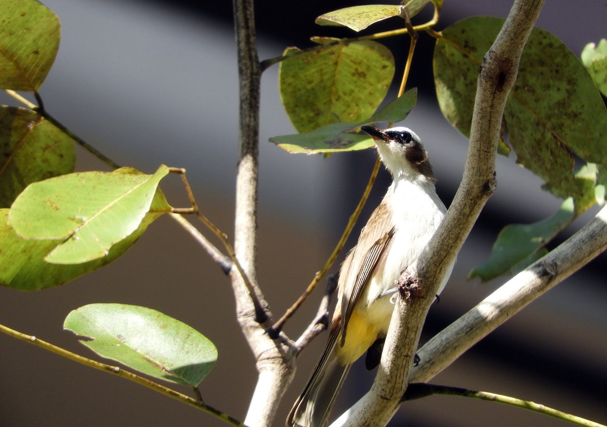 Yellow-vented Bulbul - ML82287811