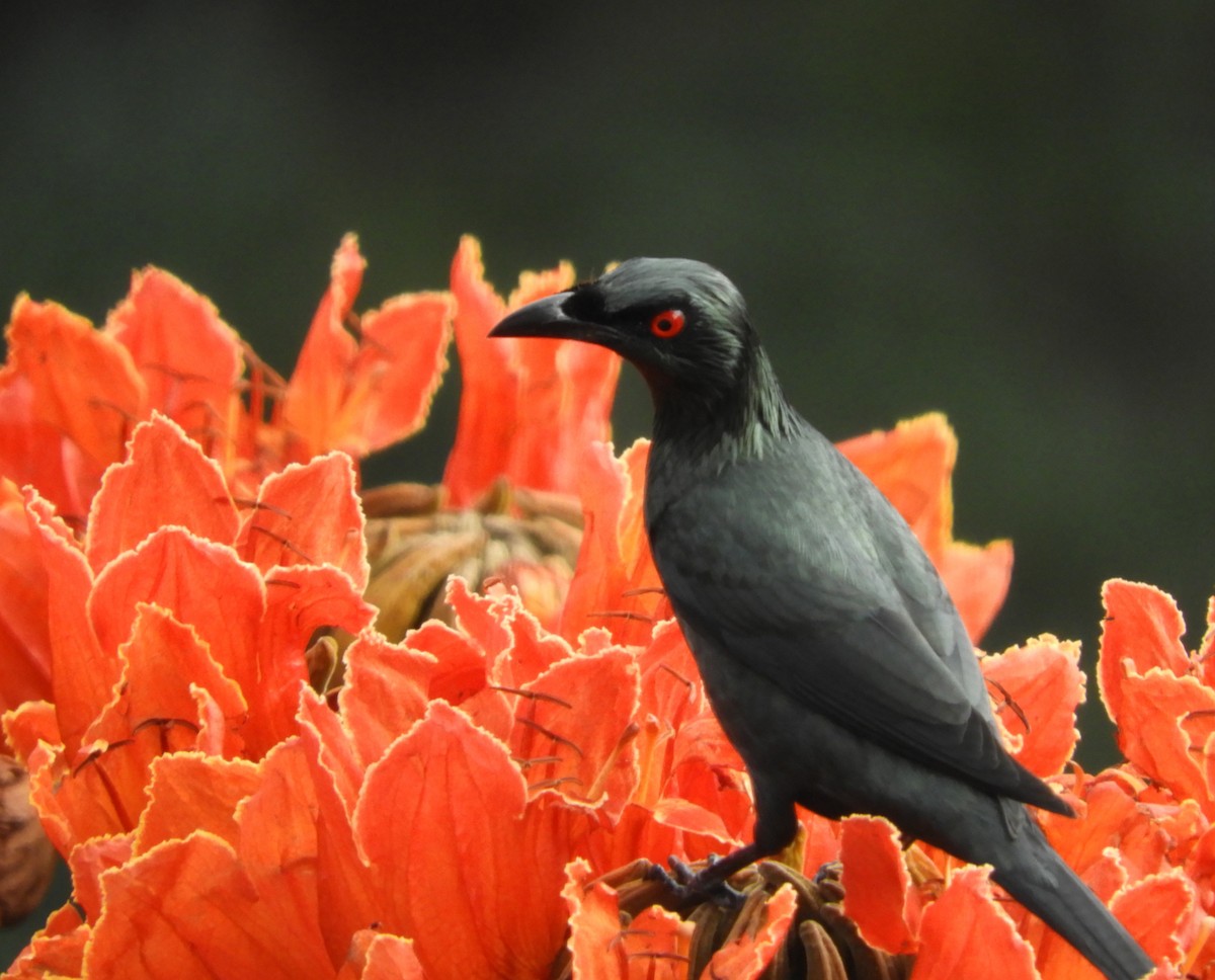 Asian Glossy Starling - ML82287851