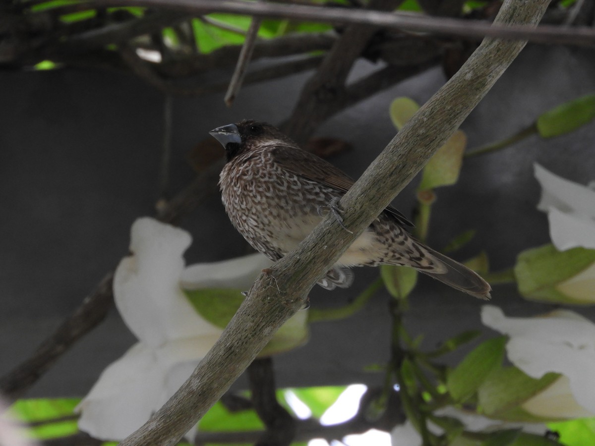 Scaly-breasted Munia - ML82288001