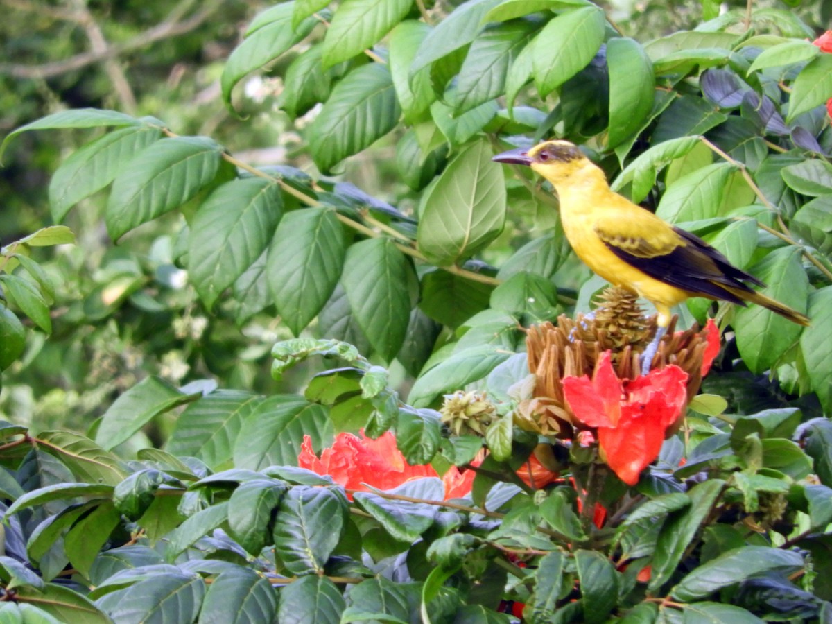 Black-naped Oriole - ML82288051