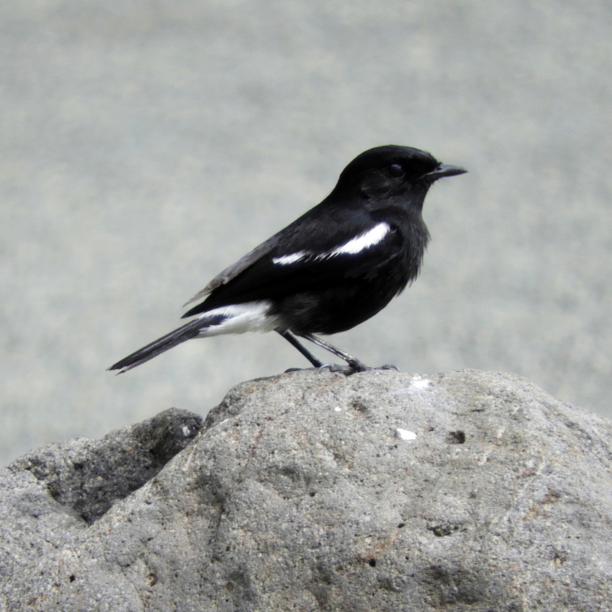 Pied Bushchat - ML82288071