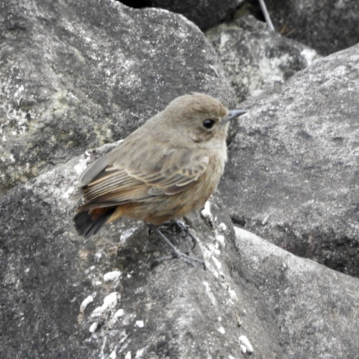 Pied Bushchat - ML82288141