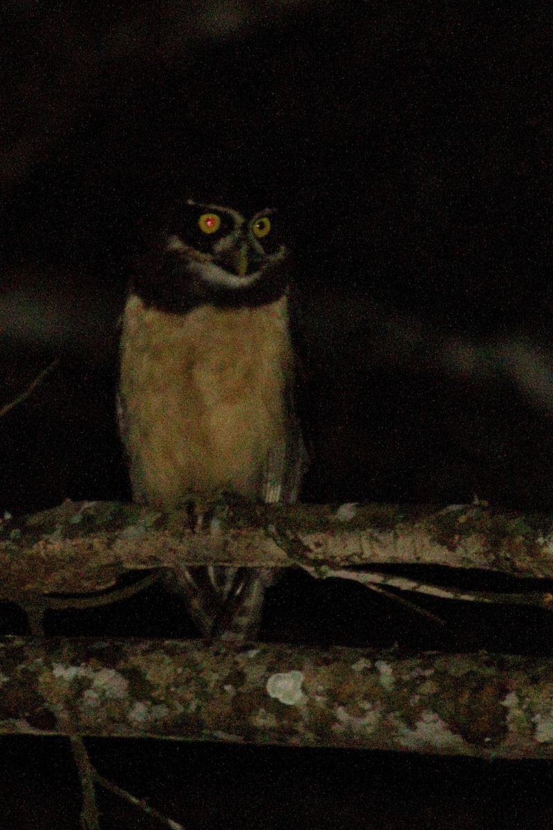 Lechuzón de Anteojos - ML82288811