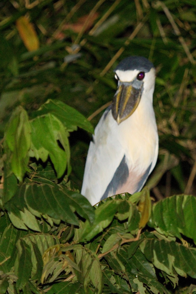 Boat-billed Heron - ML82288831