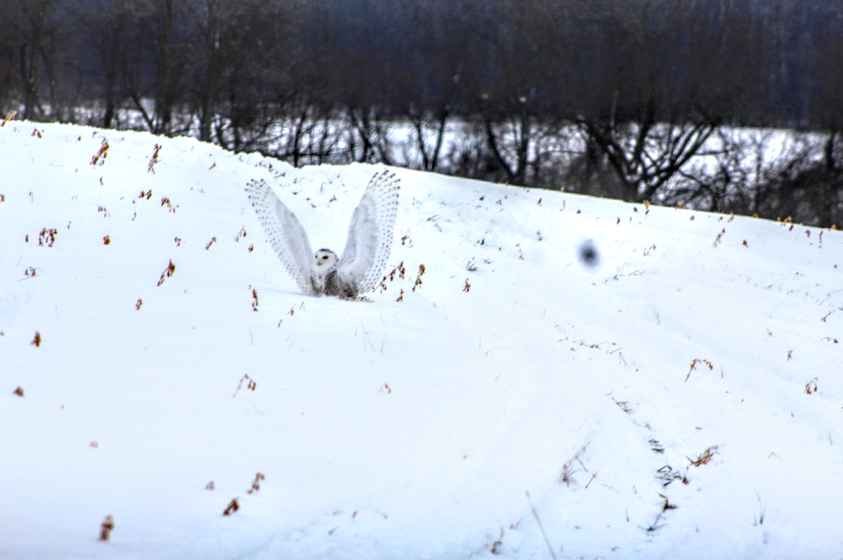 Snowy Owl - Maeve Higgins