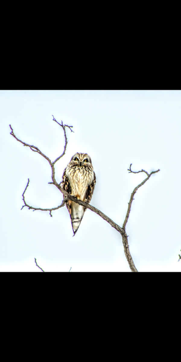 Short-eared Owl - Maeve Higgins