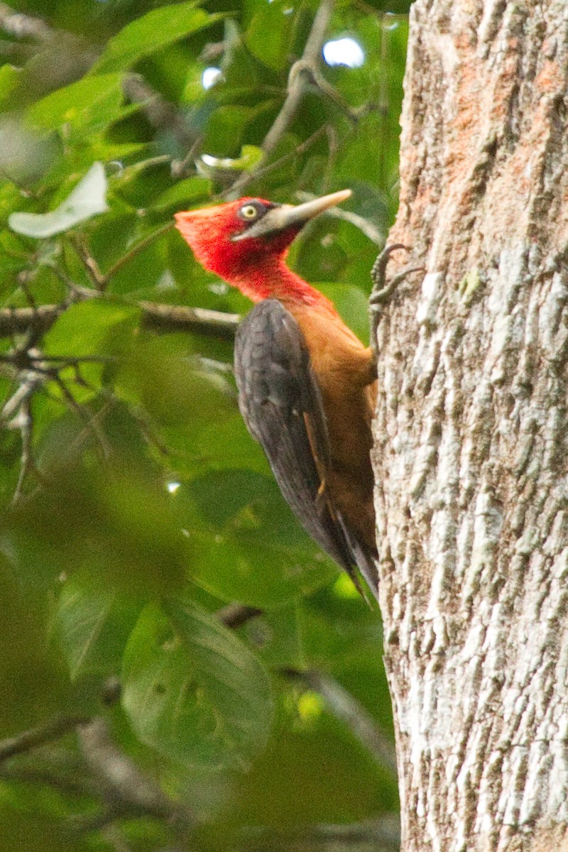 Pic à cou rouge - ML82288961