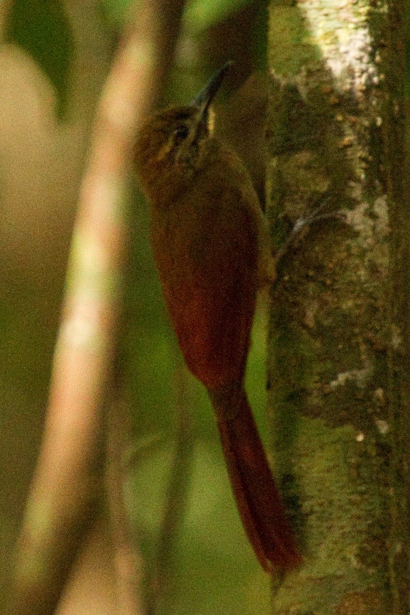 Plain-brown Woodcreeper - ML82289061