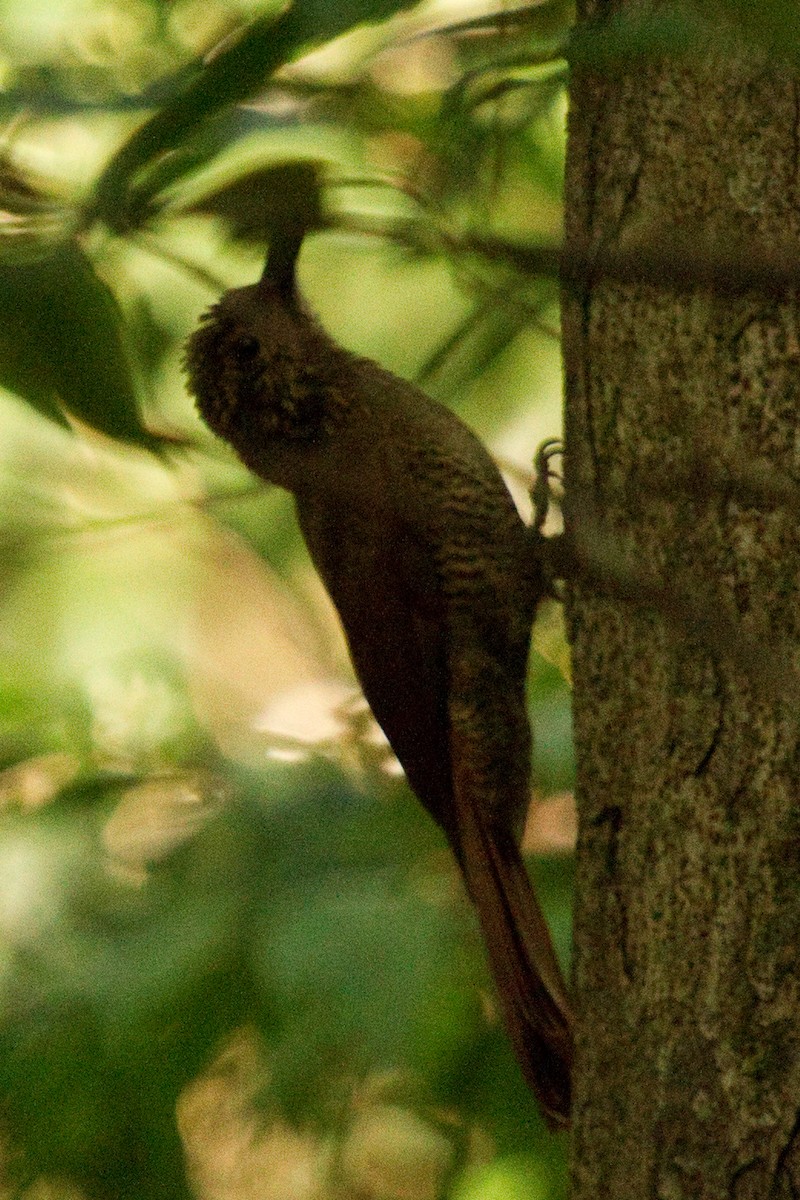 Black-banded Woodcreeper - ML82289101