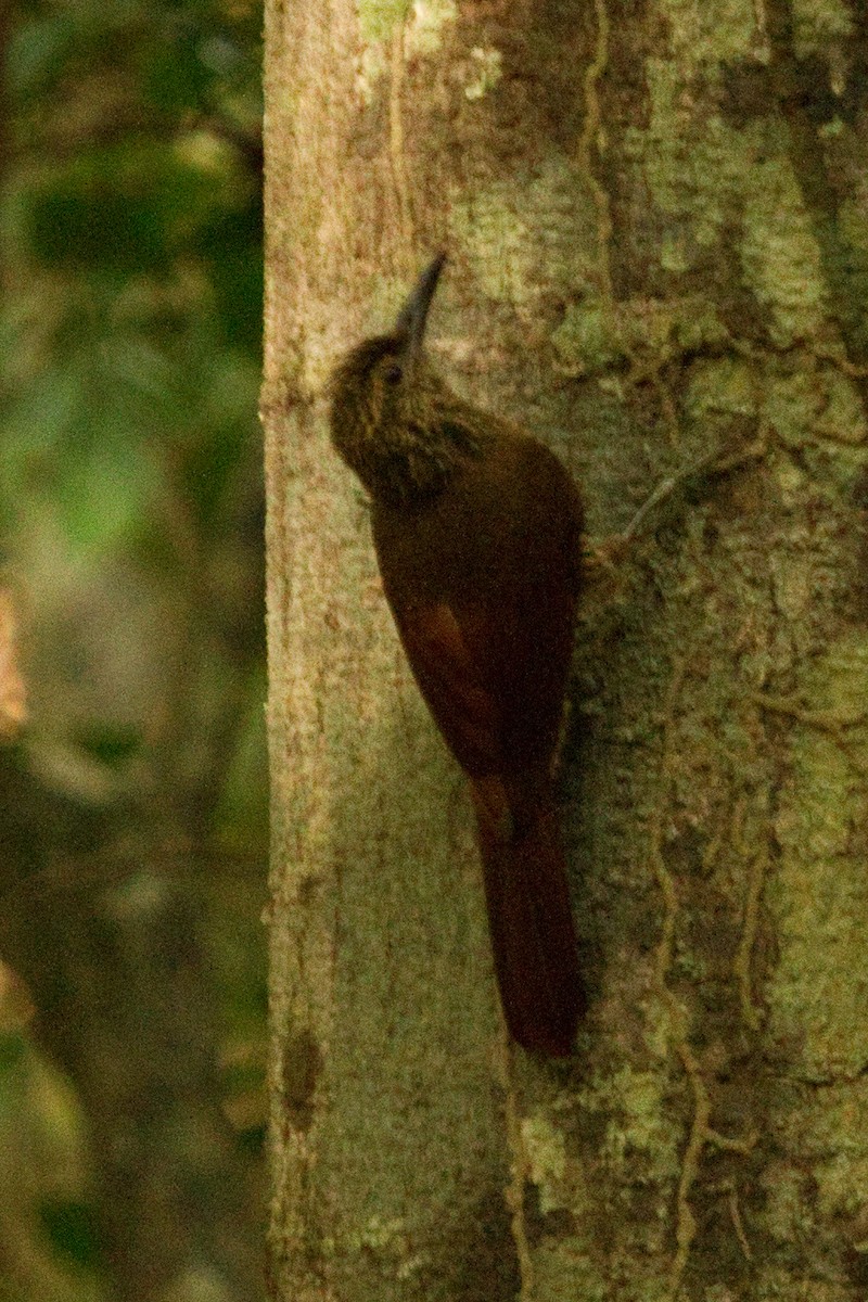 Black-banded Woodcreeper - ML82289121