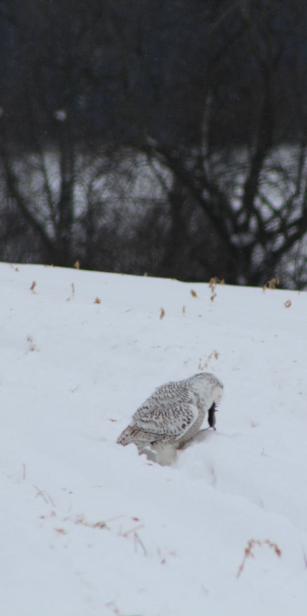 Snowy Owl - Maeve Higgins