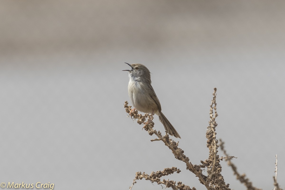 Delicate Prinia - ML82289461