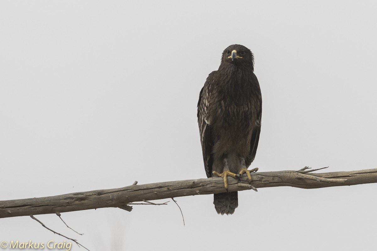 Greater Spotted Eagle - ML82289731