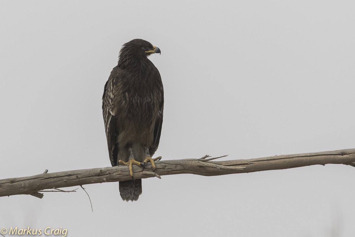 Greater Spotted Eagle - ML82289931