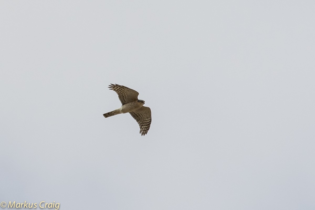 Eurasian Sparrowhawk - ML82290351