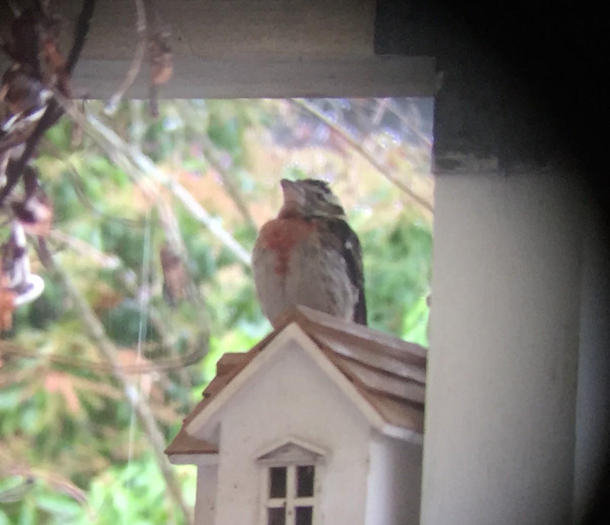 Rose-breasted Grosbeak - ML82290821