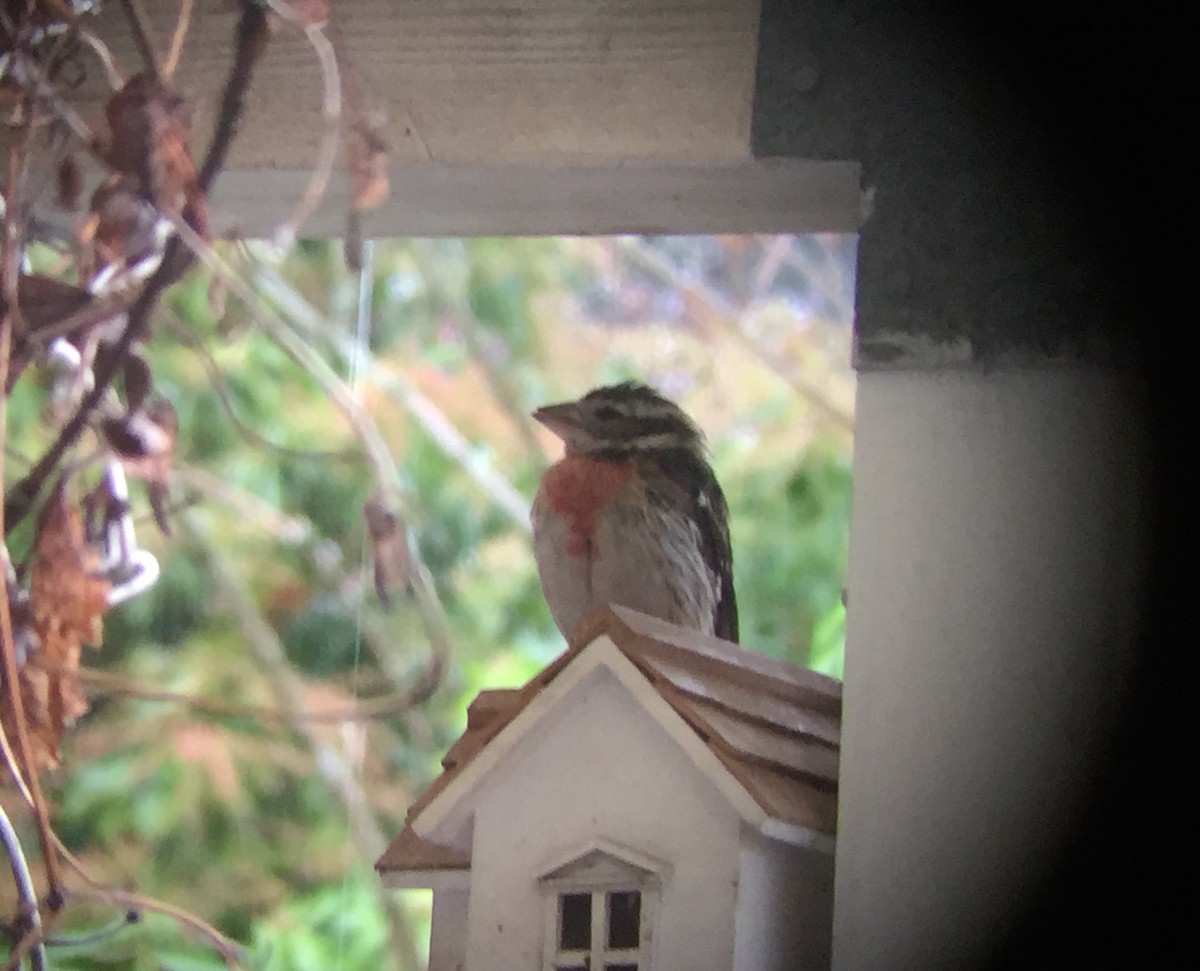 Rose-breasted Grosbeak - ML82290831