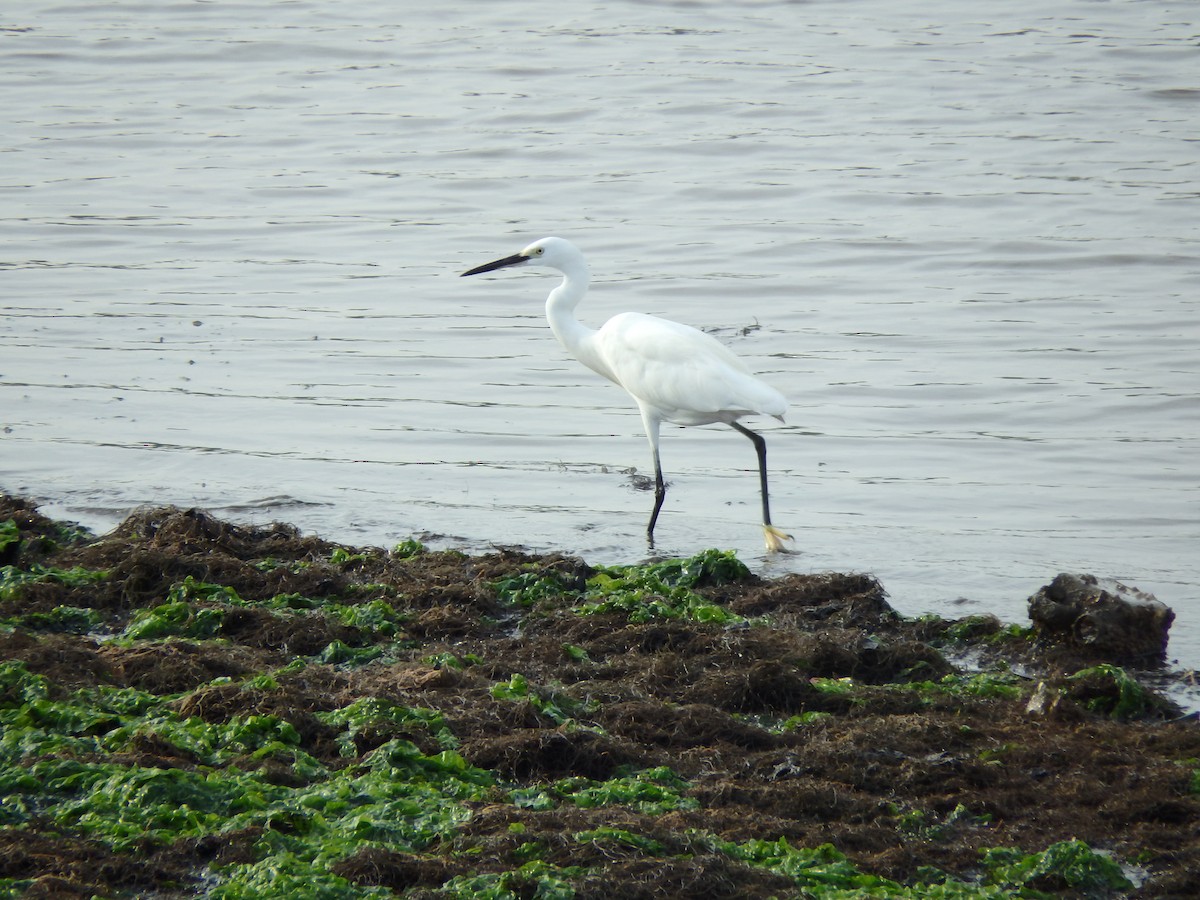 Little Egret - Kian Guan Tay