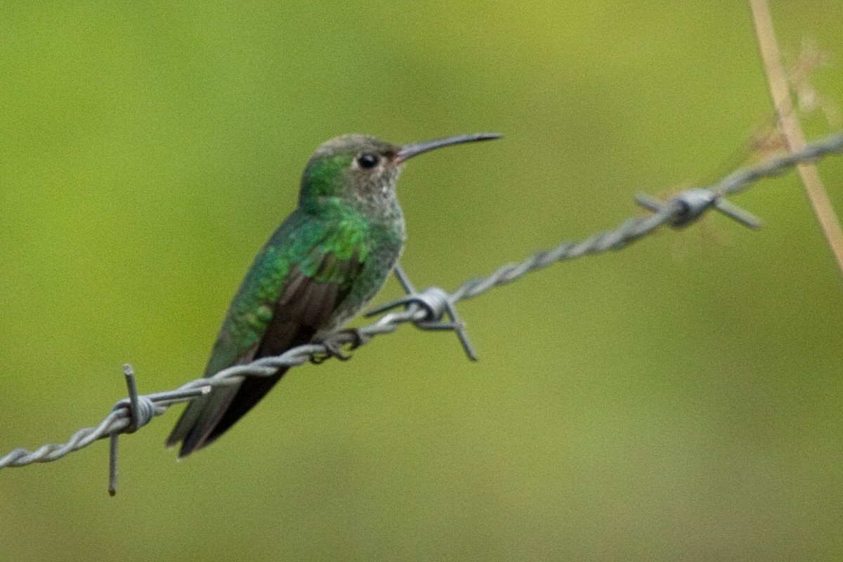 kolibřík zrcadlový - ML82291291