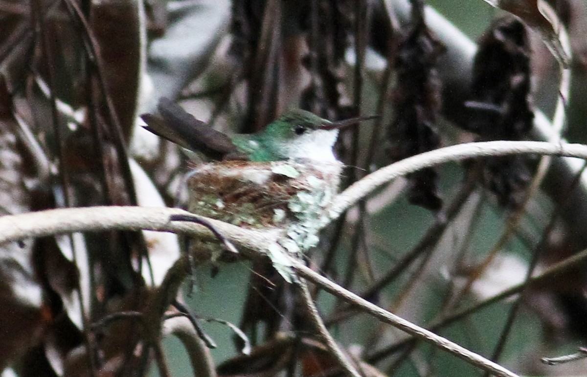 White-bellied Emerald - ML82291591