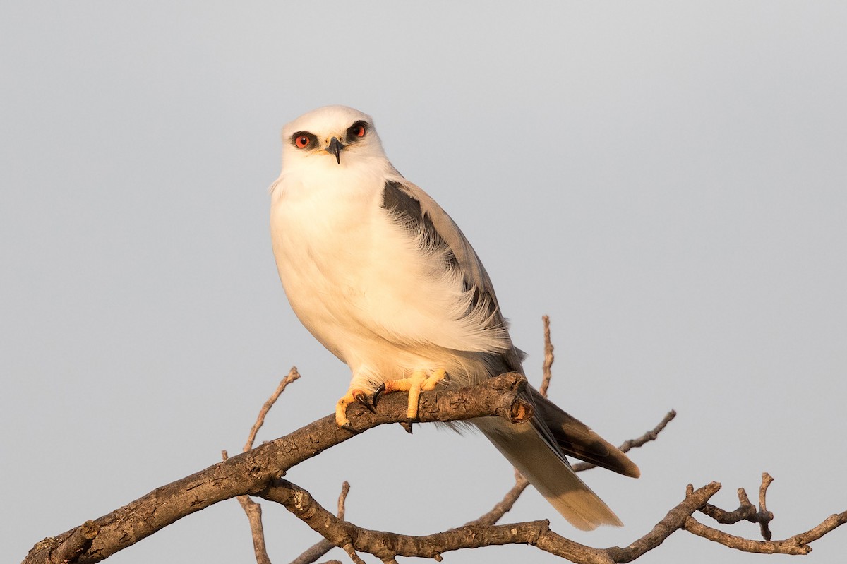 White-tailed Kite - ML82291601