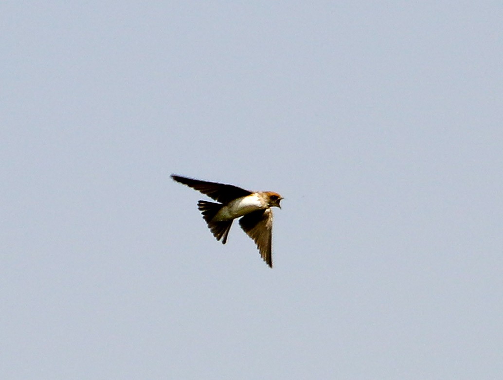 Streak-throated Swallow - ML82293531