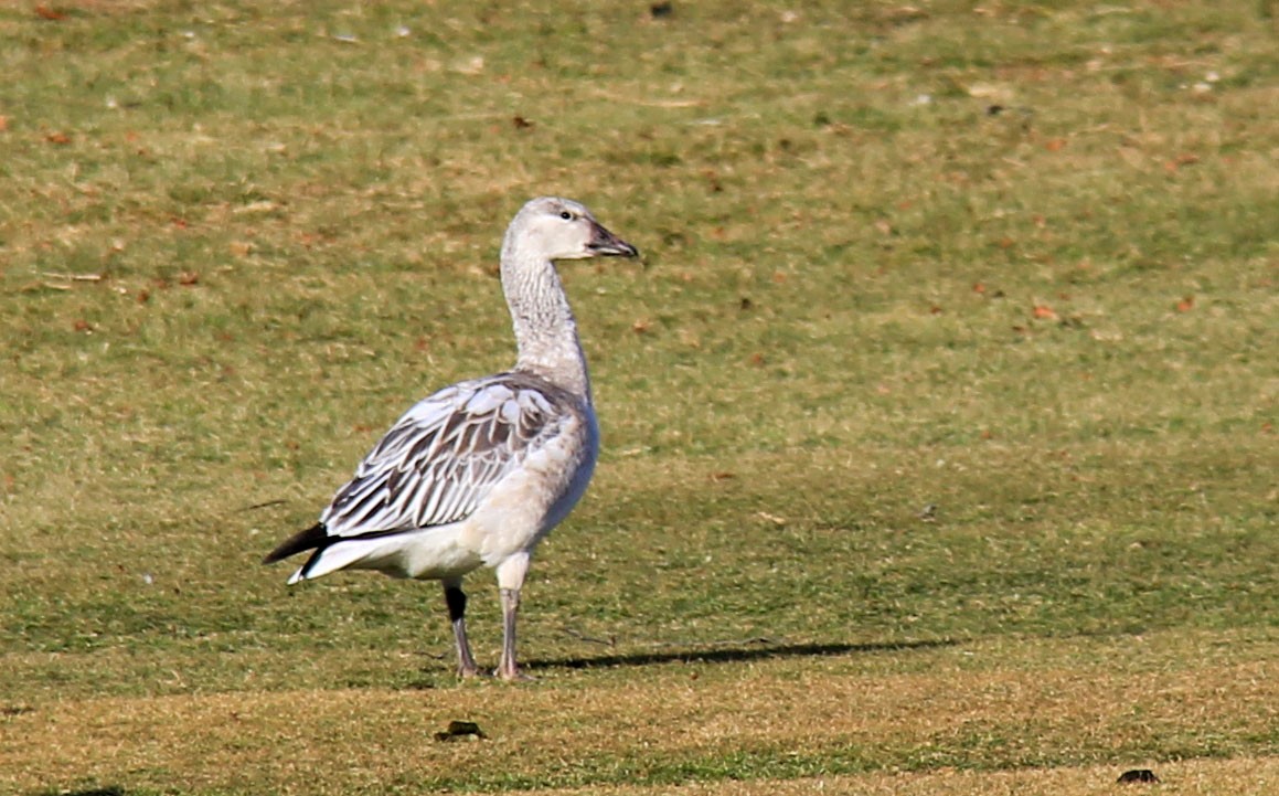 Snow Goose - ML82293721