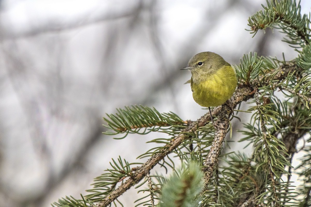 Orange-crowned Warbler - ML82293761