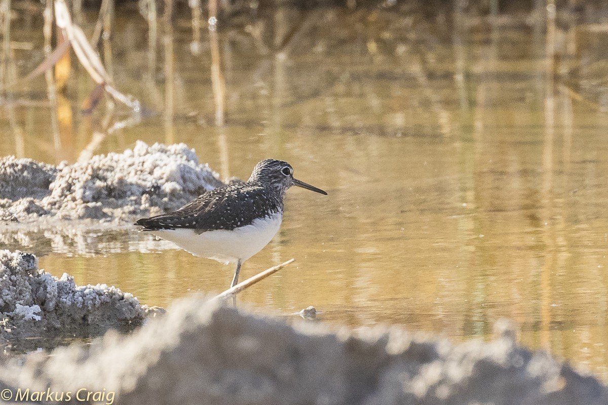 Green Sandpiper - ML82294441