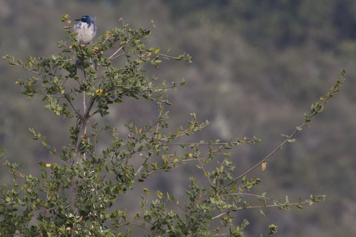 California Scrub-Jay - ML82295501