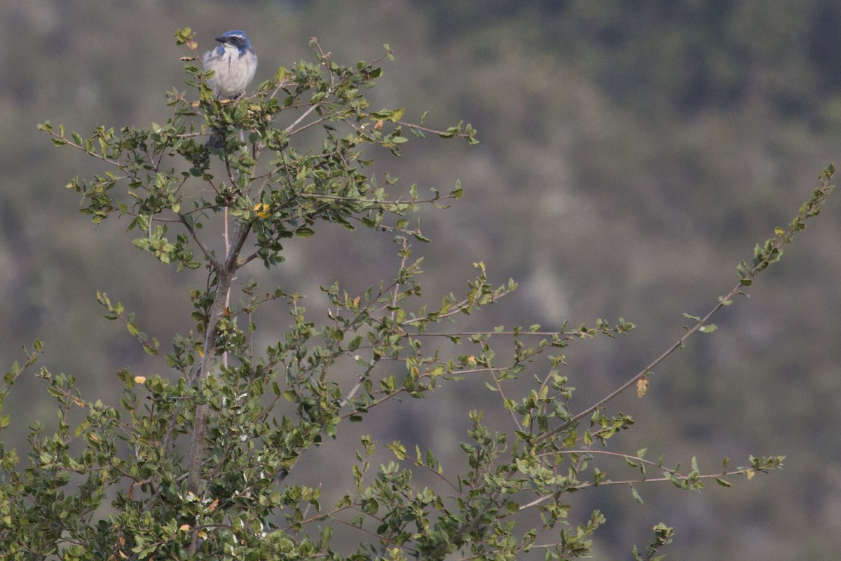 California Scrub-Jay - ML82295521