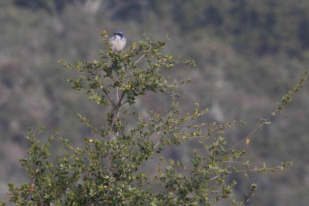 California Scrub-Jay - ML82295531