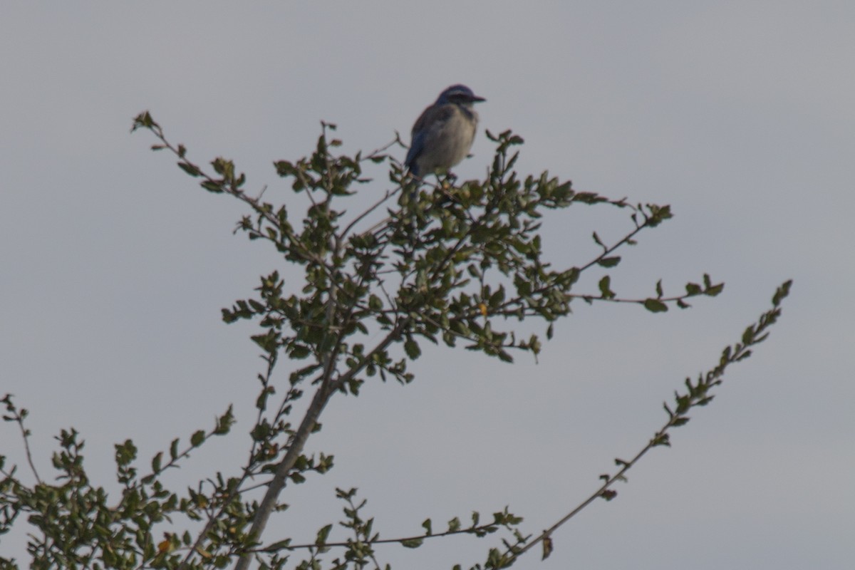 California Scrub-Jay - ML82295541