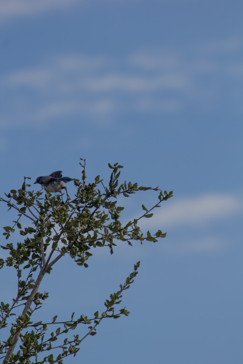 California Scrub-Jay - ML82295561