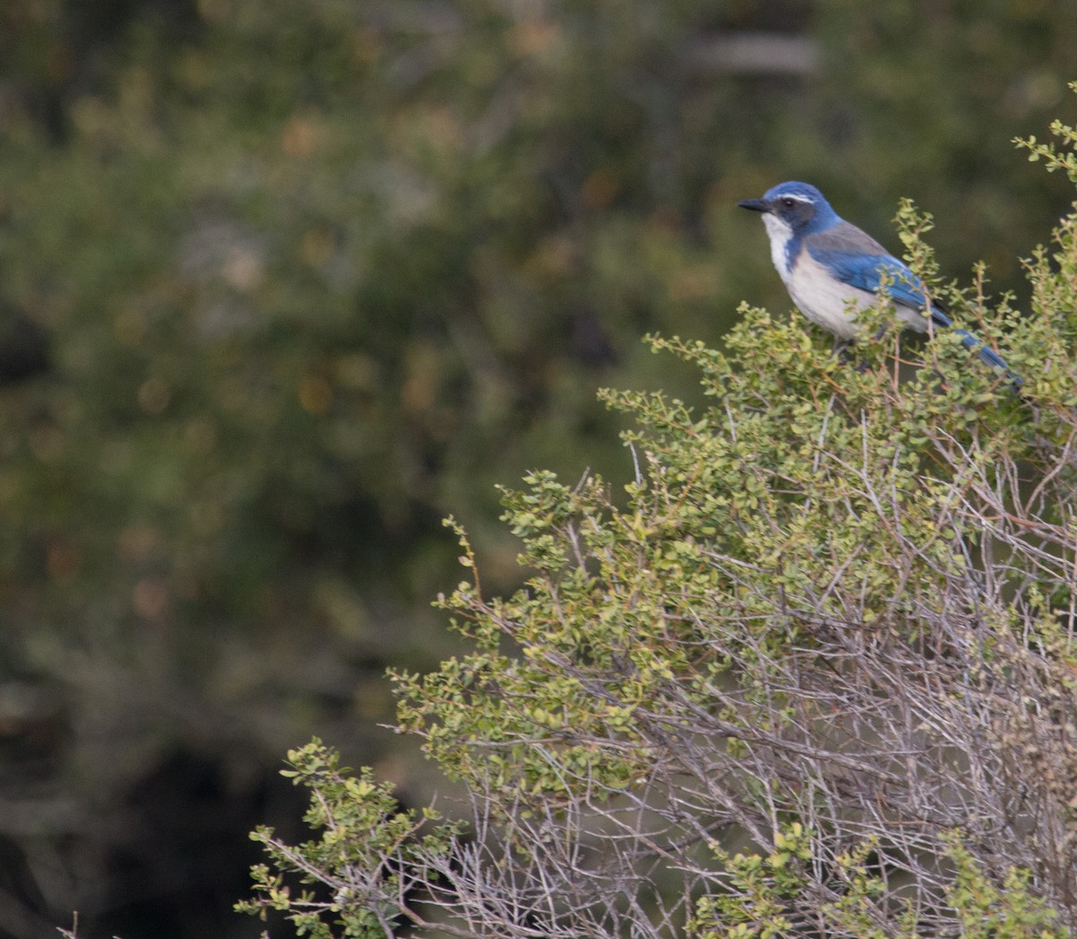 California Scrub-Jay - ML82295571