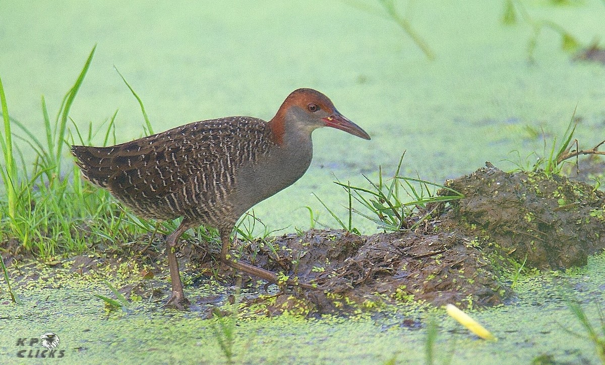 Slaty-breasted Rail - ML82295771